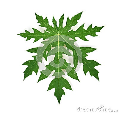 Papaya leaves on white background Stock Photo