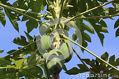 Papaya, or melon tree â€“ woody plant; species of the genus Carica, family Caricaceae. Stock Photo