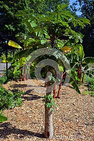 The papaya, papaw or pawpaw is the plant Carica papaya, Stock Photo