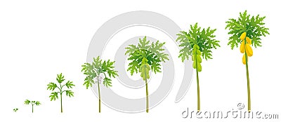 Papaya plant growth stages. Papaw development stage. Harvest Carica animation progression. Ripening period vector Vector Illustration