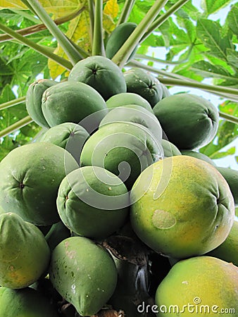 Papaya Tree Stock Photo