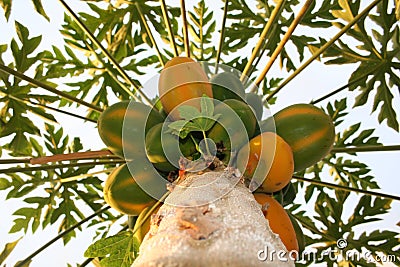 Papaya tree Stock Photo