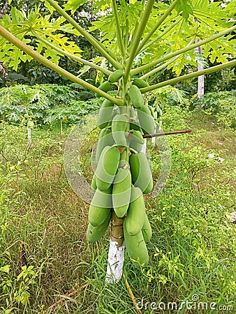 a papaya tree that is bearing a lot of fruit which will soon be harvested Stock Photo