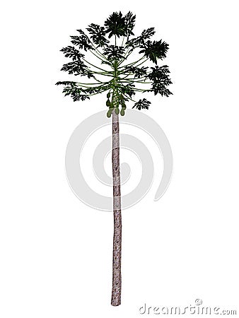Papaya tree - 3D render Stock Photo