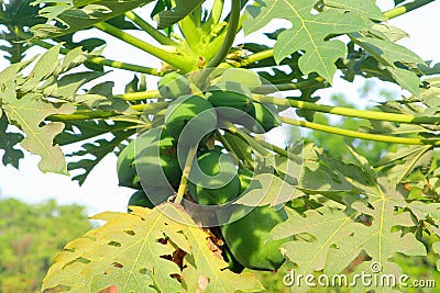 Papaya tree fruits plantation, Asia Stock Photo