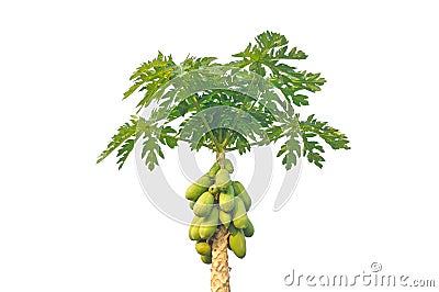 Papaya tree isolated on white background Stock Photo