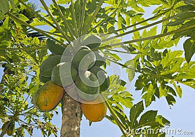 The papaya tree Maturing Stock Photo