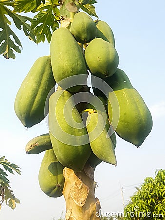 Papaya tree Stock Photo