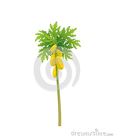 Papaya tree. Papaw plant. Large yellow papaya fruits on a tree. Flat vector illustration. Vector Illustration