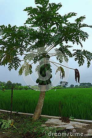 Papaya tree that thrives on a rice field background Stock Photo