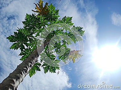 papaya trees exposed to sunlight during the day Stock Photo