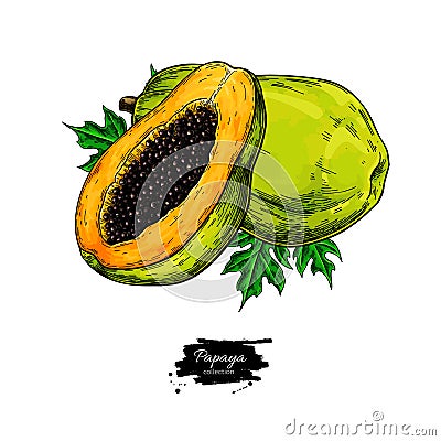 Papaya vector drawing. Hand drawn tropical fruit illustration Vector Illustration