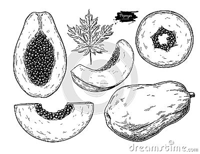 Papaya vector drawing set. Hand drawn tropical fruit illustration. Vector Illustration