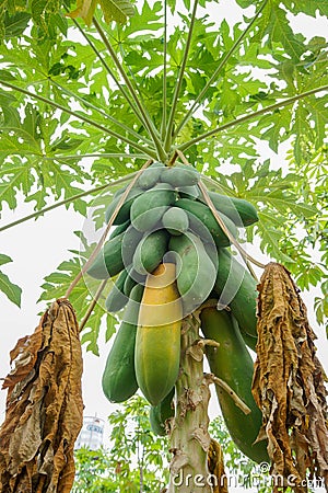 Papaya & x28; Carica papaya& x29; on tree, bunch fruits with green leaf Stock Photo