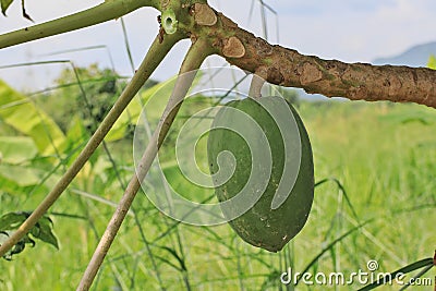 Papayas without pesticides are often unattractive. Stock Photo