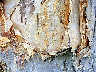 Paper Bark, Eucalyptus Tree Stock Photo