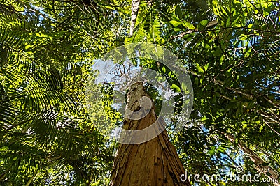 Paper bark tea tree, Cairns Botanic Gardens, Cairns Region, Queensland, Australia Stock Photo