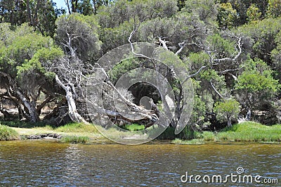 Paper bark tree western Australia Stock Photo