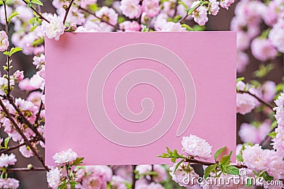 Paper blank between flowering almond branches in blossom. Pink flowers as a frame Stock Photo