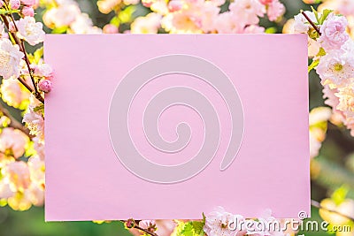 Paper blank between flowering almond branches in blossom. Pink flowers as a frame Stock Photo