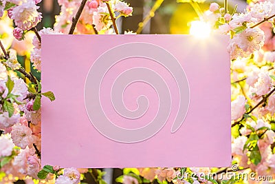 Paper blank between flowering almond branches in blossom. Pink flowers as a frame Stock Photo