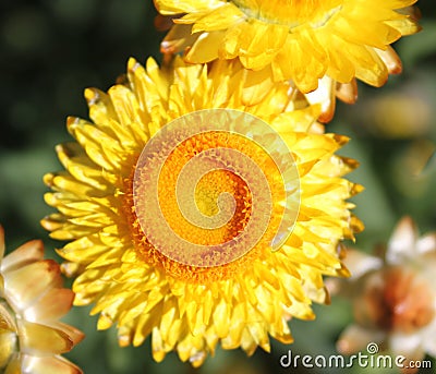 Paper daisy, golden everlasting Stock Photo