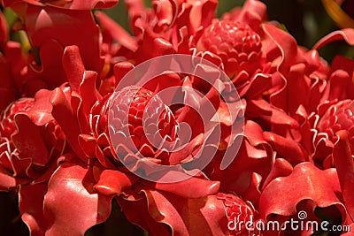 Paper flower ,torch ginger Stock Photo