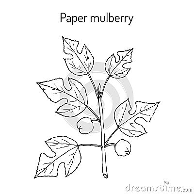 Paper Mulberry Broussonetia papyrifera , medicinal plant Vector Illustration