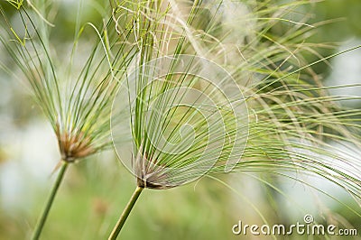 Paper reed plant Stock Photo