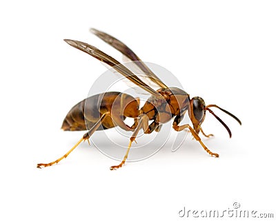 Paper Wasp Stock Photo