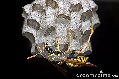 Paper wasp building nest Stock Photo