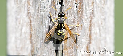 Paper Wasp closeup Stock Photo