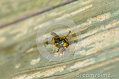 Paper Wasp gathering wood fibers for nest building. A yellow and black wasp. Outside on a wooden plank. Seen from the front. Stock Photo