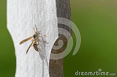 Paper wasp Stock Photo