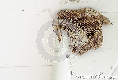 Paper wasp, Hymenoptera, Omnivorous on nest colony under house roof Stock Photo