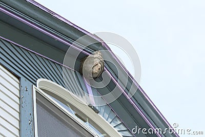 Paper wasp nest attached to the roof peak of an old house Stock Photo