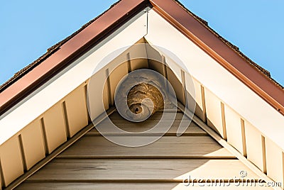 Paper wasp nest on triangular roof siding Stock Photo