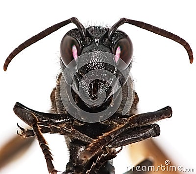 Paper wasp portrait isolated on white background Stock Photo