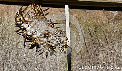 Paper Wasp vespiary attached to an old wooden fence. Stock Photo