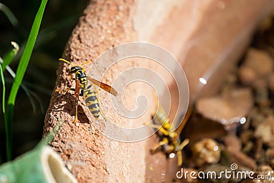Paper Wasps collecting water 1 Stock Photo