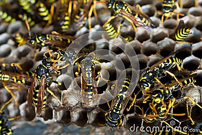 Paper wasps tending nest Stock Photo