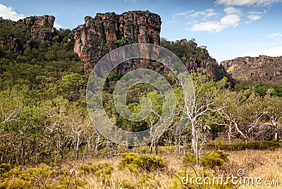 Paperbark trees standing at the Nourlangie badlands, Kakadu National Park Stock Photo