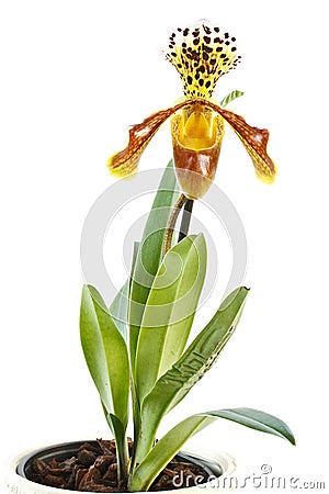 Paphiopedilum Stock Photo