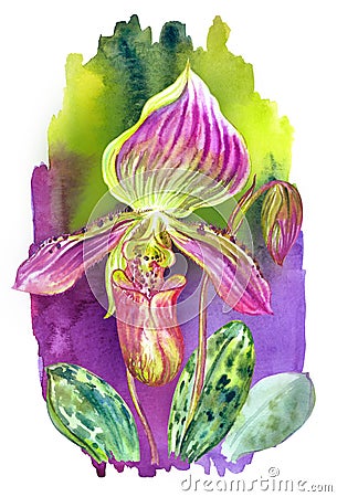 Paphiopedilum callosum orchid, watercolor painting on colorful background Stock Photo