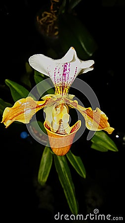 Paphiopedilum orchid Lady s slipper on black Stock Photo
