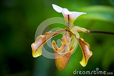 Paphiopedilum gratrixianum Stock Photo