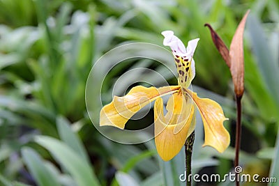 Paphiopedilum gratrixianum, Lady`s Slipper orchid Stock Photo