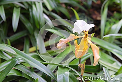 Paphiopedilum gratrixianum, Lady`s Slipper orchid Stock Photo