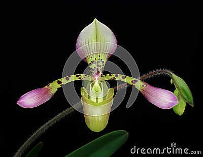 Paphiopedilum haynaldianum - slipper orchid Stock Photo