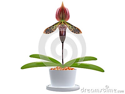 Paphiopedilum Vector Illustration